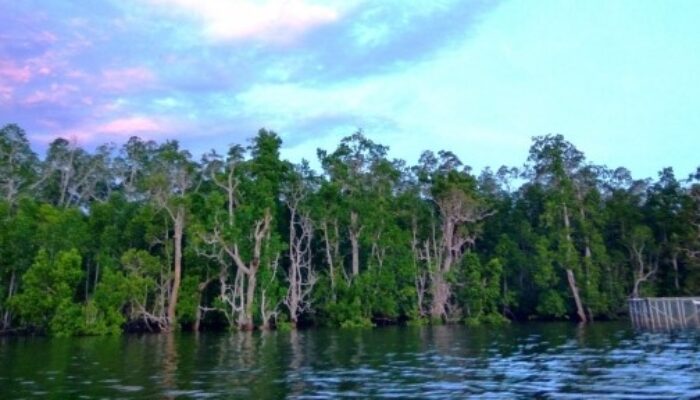Ada Ancaman Terhadap Mangrove