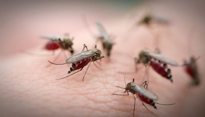 Studi: Jamur Ampuh Basmi Nyamuk Malaria