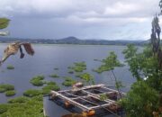 Petambak Ikan di Danau Galela Kewalahan