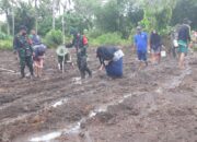 Dukung Ketahanan Pangan, Koramil-Distan Morotai Tanam Jagung