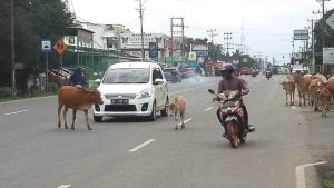 Dua Tahun Perda Penertiban Hewan Ternak Mandul