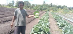 Petani Sayuran Kubis Lega, Hasil Panen Dibeli NHM