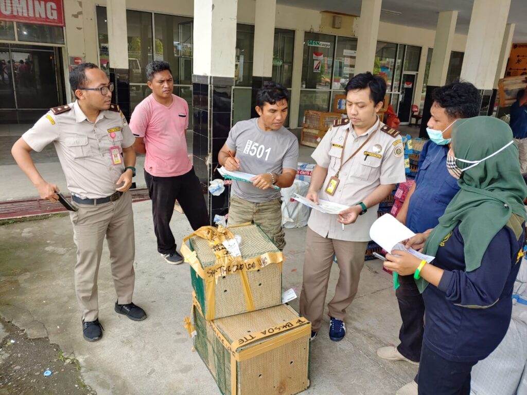 Empat Ekor Paruh Bengkok Dilidungi Dikembalikan ke Malut