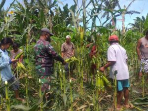 Jaga Ketahanan Pangan, Babinsa  Bantu Panen Jagung Milik Warga