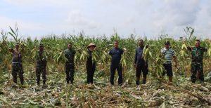 Lahan Tidur Makodim 1508/Tobelo Menghidupkan, Kini Giliran Panen Jagung