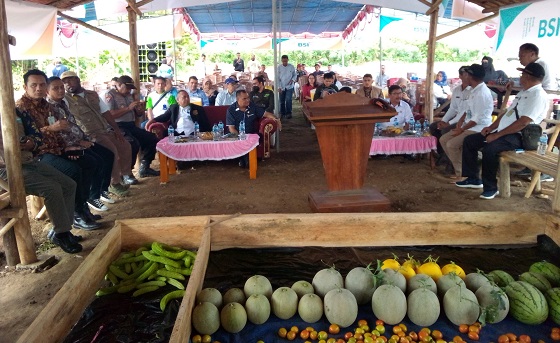 Gapoktan Pomakomote Binaan BSI Halut Panen Raya Hortikultura