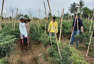 Petani Beringin Agung Berharap Hasil Panen Bisa Disuplay ke Site PTNHM