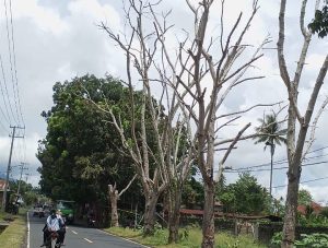 Sampah Berhasil Ditangani DLH Halut, Kini Disorot Pohon Pinggir Jalan