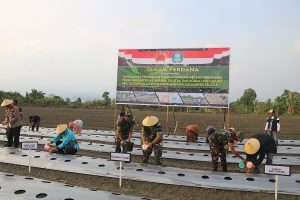Realisasi Program Hanpan, Forkopimda Halsel Tanam Perdana Hortikultura