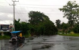 Pohon Tumbang Tutupi Badan Jalan, Lalulintas Kawasan Pemerintahan Halut Terganggu