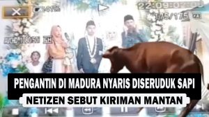 VIDEO : Pengantin di Madura Nyaris Diseruduk Sapi, Netizen Sebut Kiriman Mantan