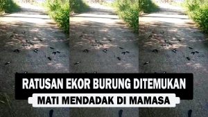 VIDEO : Ratusan Ekor Burung Ditemukan Mati Mendadak di Mamasa