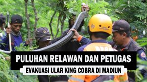 VIDEO : Puluhan Relawan dan Petugas Evakuasi Ular King Cobra di Madiun