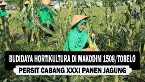 VIDEO : Budidaya Hortikultura di Makodim 1508/Tobelo, Persit Cabang XXXI Panen Jagung