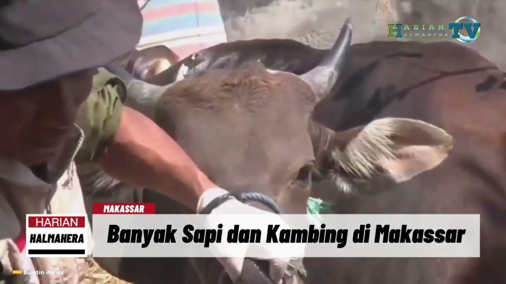 VIDEO : Ratusan Sapi dan Kambing di Makassar, Tak Layak Kurban