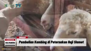 VIDEO : Peternak di Sidoarjo Jual Kambing, Beri Diskon dan Hadiah