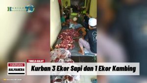 VIDEO : SMT Bersama KKMB di Halmahera Utara Kurban 3 Ekor Sapi