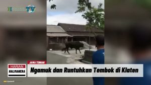 VIDEO : Jelang Disembelih, Seekor Sapi Kurban di Klaten Ngamuk