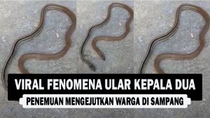 VIDEO : Viral Fenomena Ular Kepala Dua, Penemuan Mengejutkan Warga di Sampang