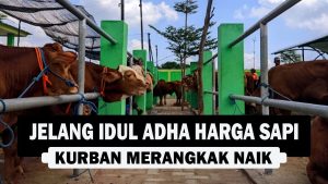 VIDEO : Jelang Idul Adha, Harga Sapi Kurban Merangkak Naik