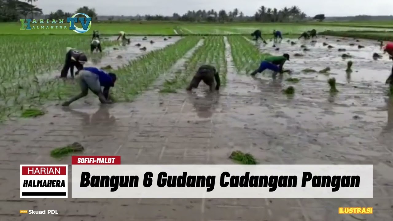 Video Antisipasi Krisis Pangan Pemprov Malut Bangun 6 Gudang Cadangan Pangan Di Daerah Ini 5896