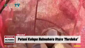 VIDEO : Hore Harga Kopra Naik Lagi, Petani Kelapa ‘Merdeka’