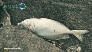 VIDEO : MENGEJUTKAN! Ribuan Ikan Mati Terdampar di Pantai Sasa Ternate, Lokasinya Dekat dengan Pabrik Tahu