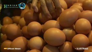 VIDEO : 10 Daerah dengan Harga Telur Ayam Ras Segar Tertinggi di Indonesia