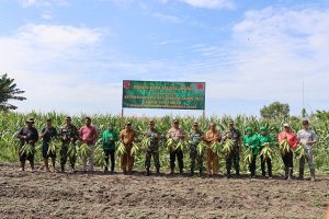 Lahan Ketahanan Pangan Kodim 1508/Tobelo Panen Lagi, Giliran Jagung Dipetik