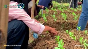 VIDEO : 2000 Hektare Perdana, Gerakan Tanam Pangan Cepat Panen Distan Malut