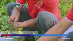 VIDEO : NTP Naik Lagi di Bulan September 2023, Petani Maluku Utara Masih Sejahtera