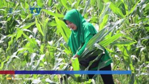 VIDEO : Lahan Ketahanan Pangan Kodim 1508/Tobelo Panen Lagi, Giliran Jagung Dipetik