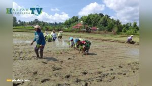 VIDEO : Peduli Wilayah Binaan, Babinsa Koramil 1508-03/Kao Bantu Petani Tanam Padi