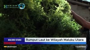 VIDEO : KKP Bakal Ekspansi Hilirisasi Budidaya Rumput Laut ke Maluku Utara