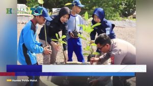 VIDEO : Cegah Abrasi, Polda Malut Tanam Ratusan Bibit Mangrove Di Pesisir Kastela