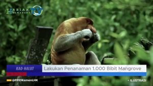 VIDEO : NHM Warga Kao Kembali Tanam Mangrove Di Pesisir Kao