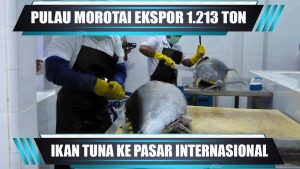 VIDEO : PULAU MOROTAI EKSPOR 1.213 TON IKAN TUNA KE PASAR INTERNASIONAL