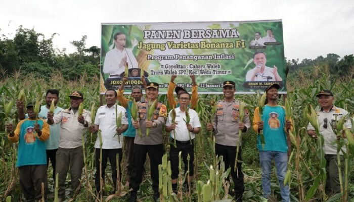 Pj Bupati Halteng Resmikan Desa Fagogoru Hingga Panen Jagung