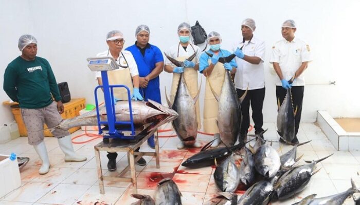 Halteng Kembali Ekspor Ratusan Ikan Tuna ke Vietnam Hingga Eropa, Beratnya Fantastis