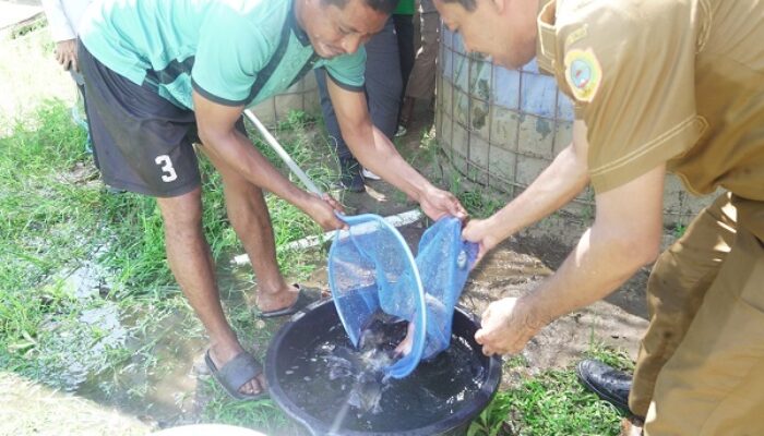 Kelompok Budidaya Ikan Nila Binaan Dinas Perikanan Halteng Mulai Panen