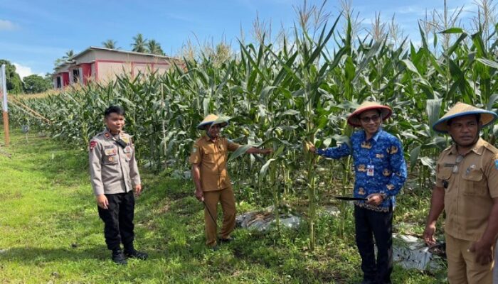 Panen Jagung, Wujud Brimob Kupa-Kupa Dukung Program Pangan Nasional