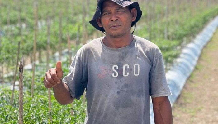 Sukses Sekolahkan 3 Anaknya ke Tanah Jawa, Petani Hortikultura Lingkar Tambang Sampaikan Terima Kasih untuk NHM