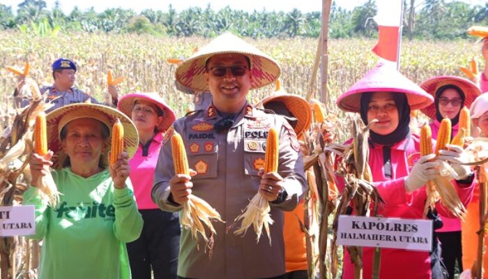 Dukung Ketahanan Pangan Nasional, Kapolres Halut Bersama Forkopimda Panen Raya Jagung