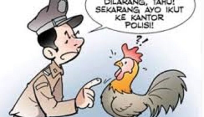 Oknum Polisi Bantah Beking Judi Sabung Ayam di Kampung Buton
