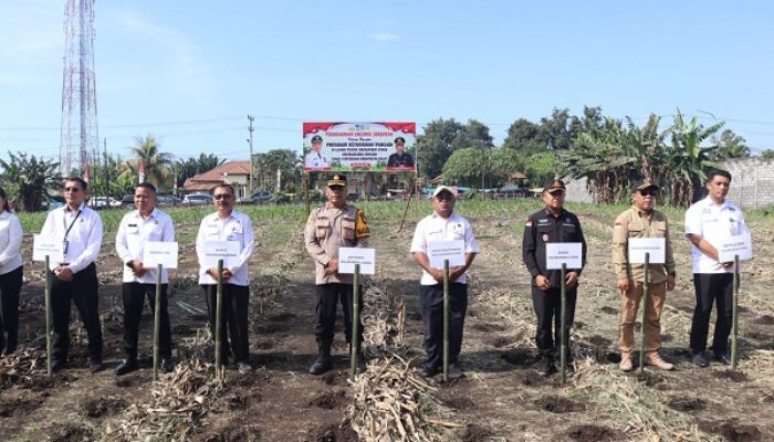 Dukung Swasembada Pangan, Polres Halut Bersama Pemkab Halut Tanam Jagung