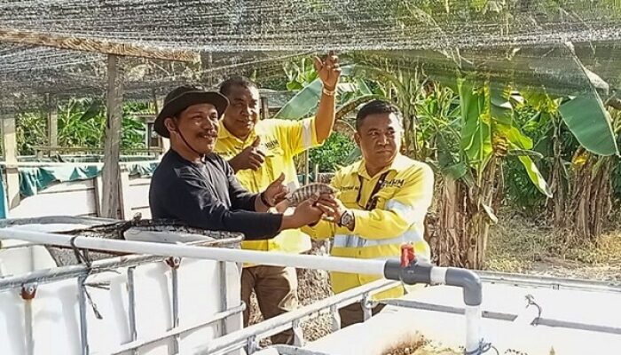BUMDES Soahukum Tingkatkan Ekonomi Desa Lewat Budidaya Ikan Nila Bantuan NHM