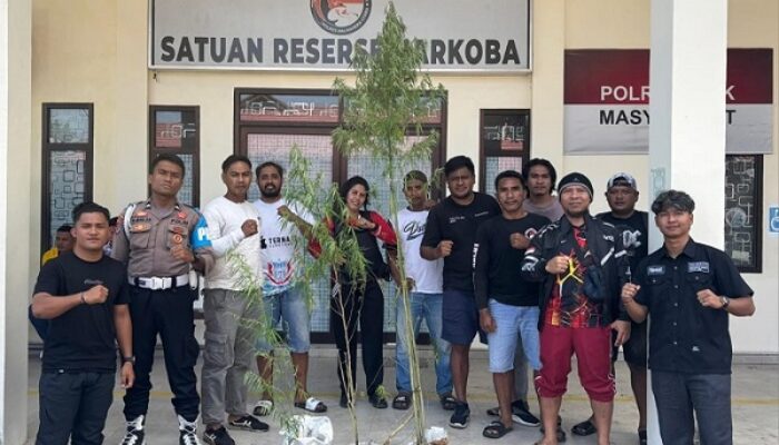 Polres Halut Temukan Lokasi ‘Budidaya’ Ganja di Galsel, Pemilik Ngaku Dapat dari Napi di Ternate