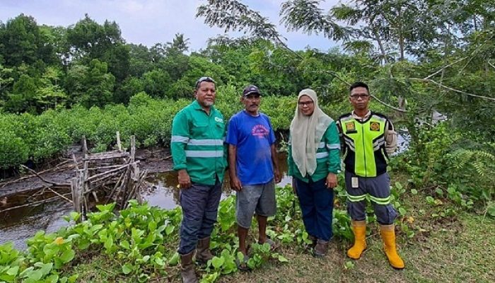 Program Mangrove NHM di Kao Berhasil Pulihkan Kawasan Pesisir dan Tingkatkan Ketahanan Lingkungan